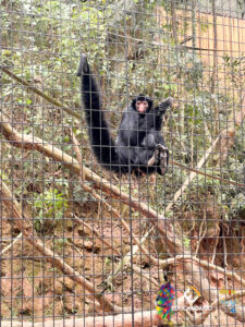 Zoo parque - 2º ano-103
